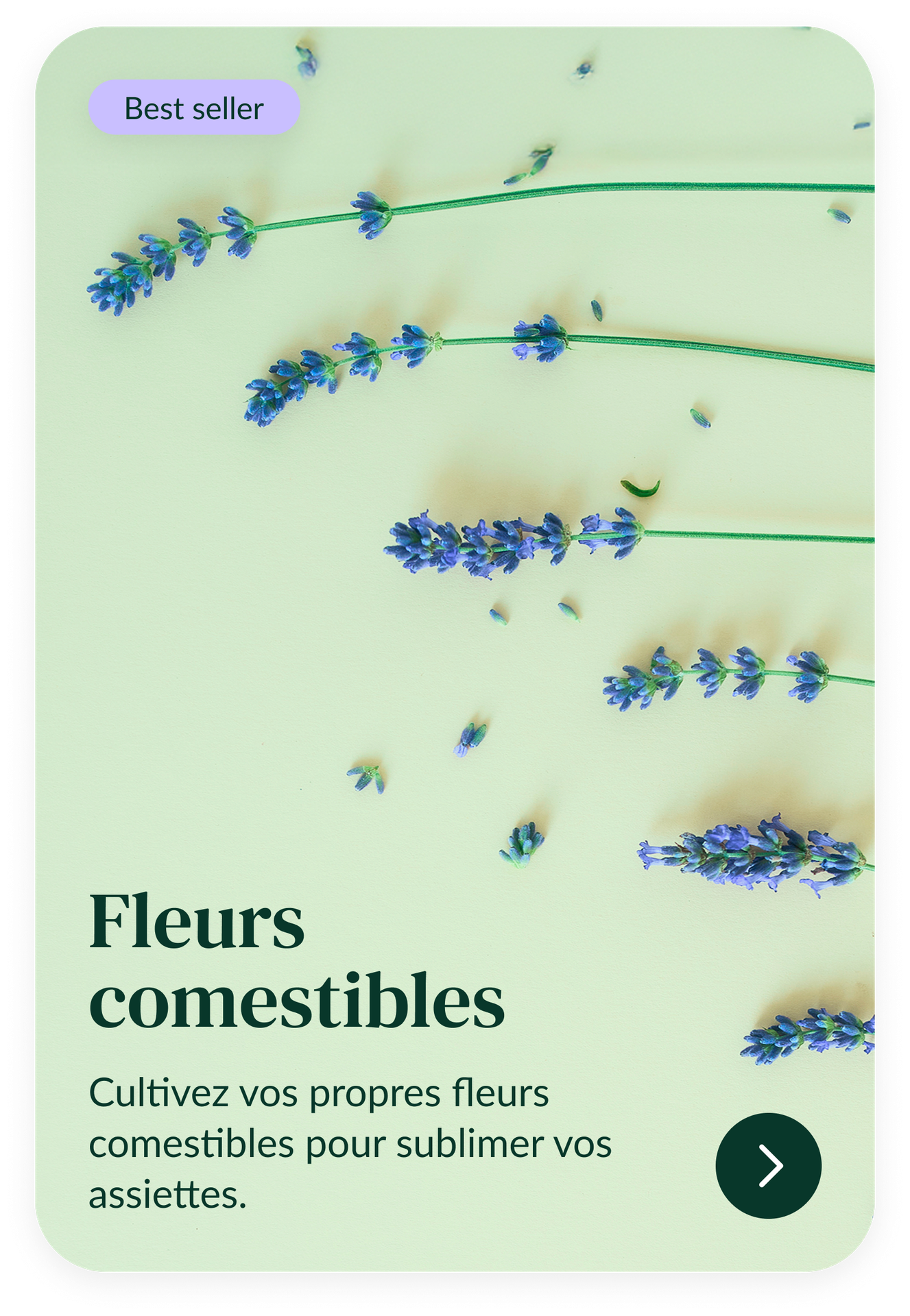 D&eacute;couvrez les recharges de graines de fleurs comestibles &agrave; utiliser dans votre potager connect&eacute; d'int&eacute;rieur Cultive