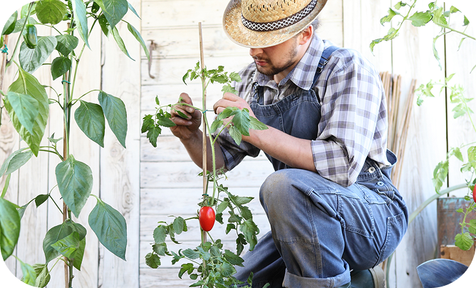 Homme prenant soin d'un plan de tomates
