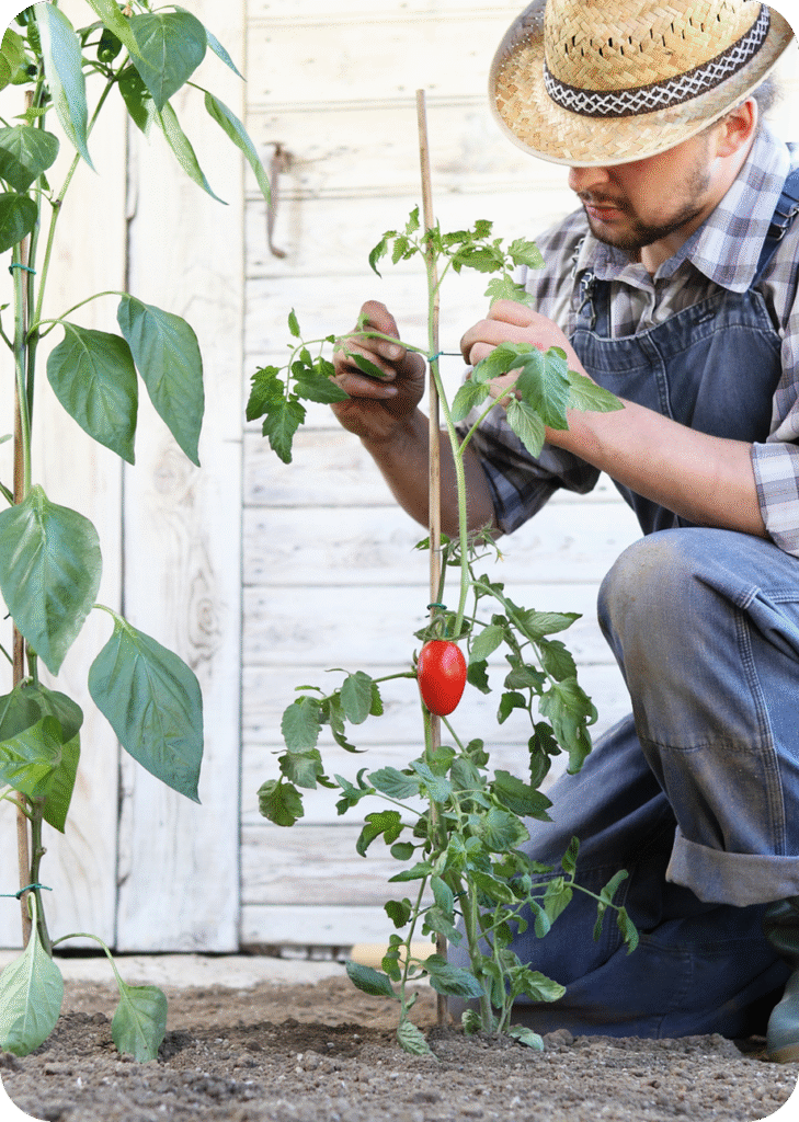 Homme prenant soin d'un plan de fraisiers
