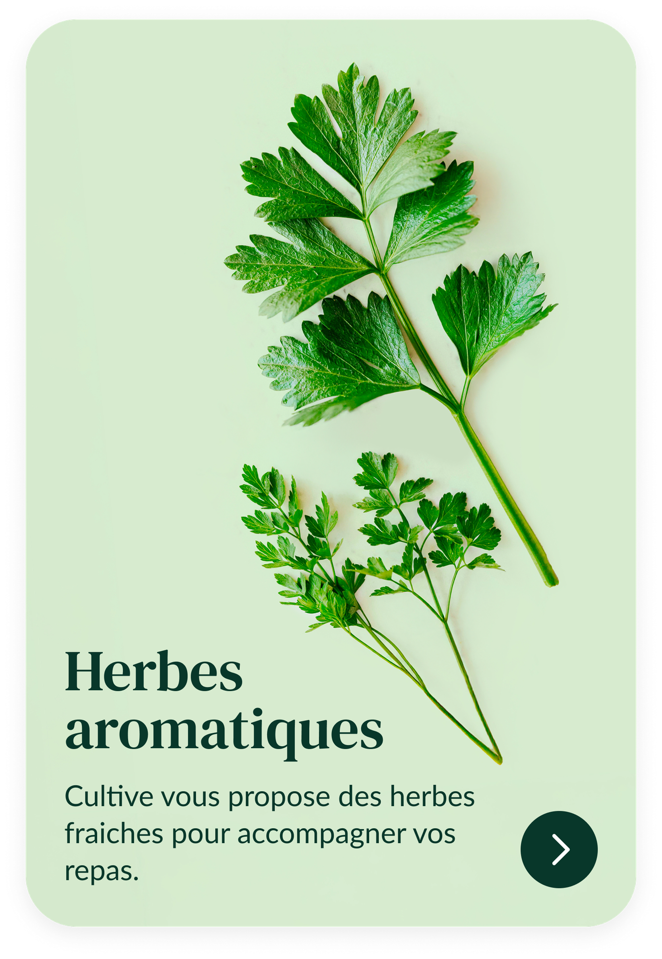 D&eacute;couvrez les recharges de graines d'herbes aromatiques &agrave; utiliser dans votre potager connect&eacute; d'int&eacute;rieur Cultive