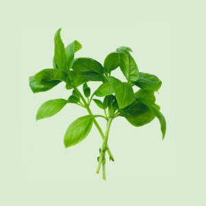 Recharge de graines aromatique de basilic vert pour potager connect&eacute; d'int&eacute;rieur Cultive sur fond vert clair