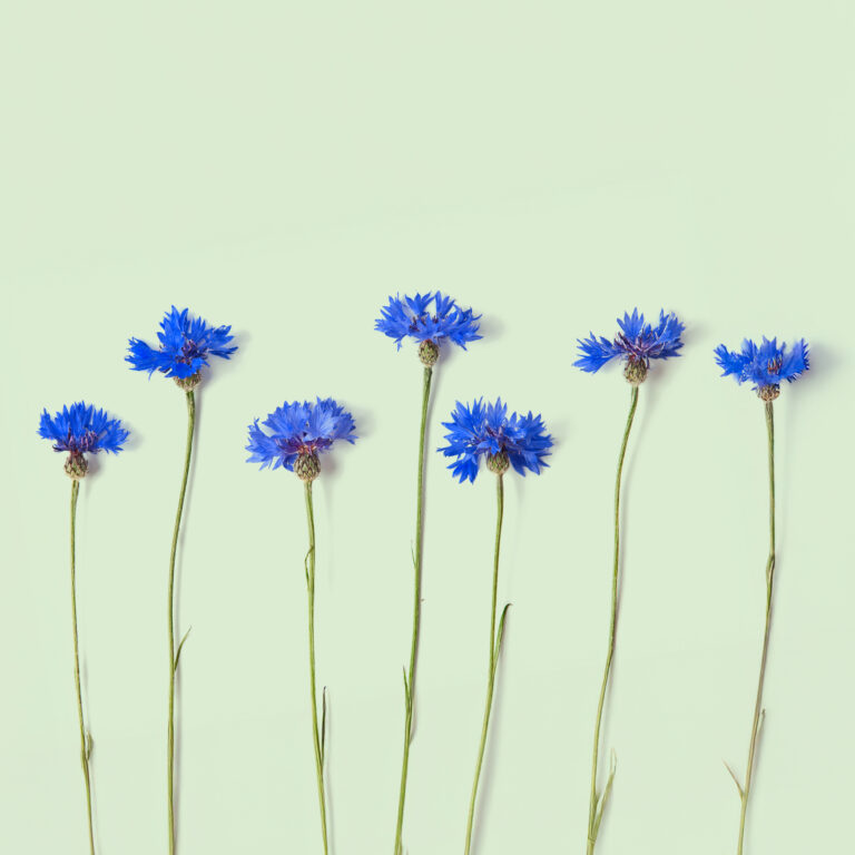 Recharge de graines de bleuet pour potager connect&eacute; d'int&eacute;rieur Cultive sur fond vert clair