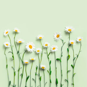 Recharge de graines de camomille pour potager connect&eacute; d'int&eacute;rieur Cultive sur fond vert clair