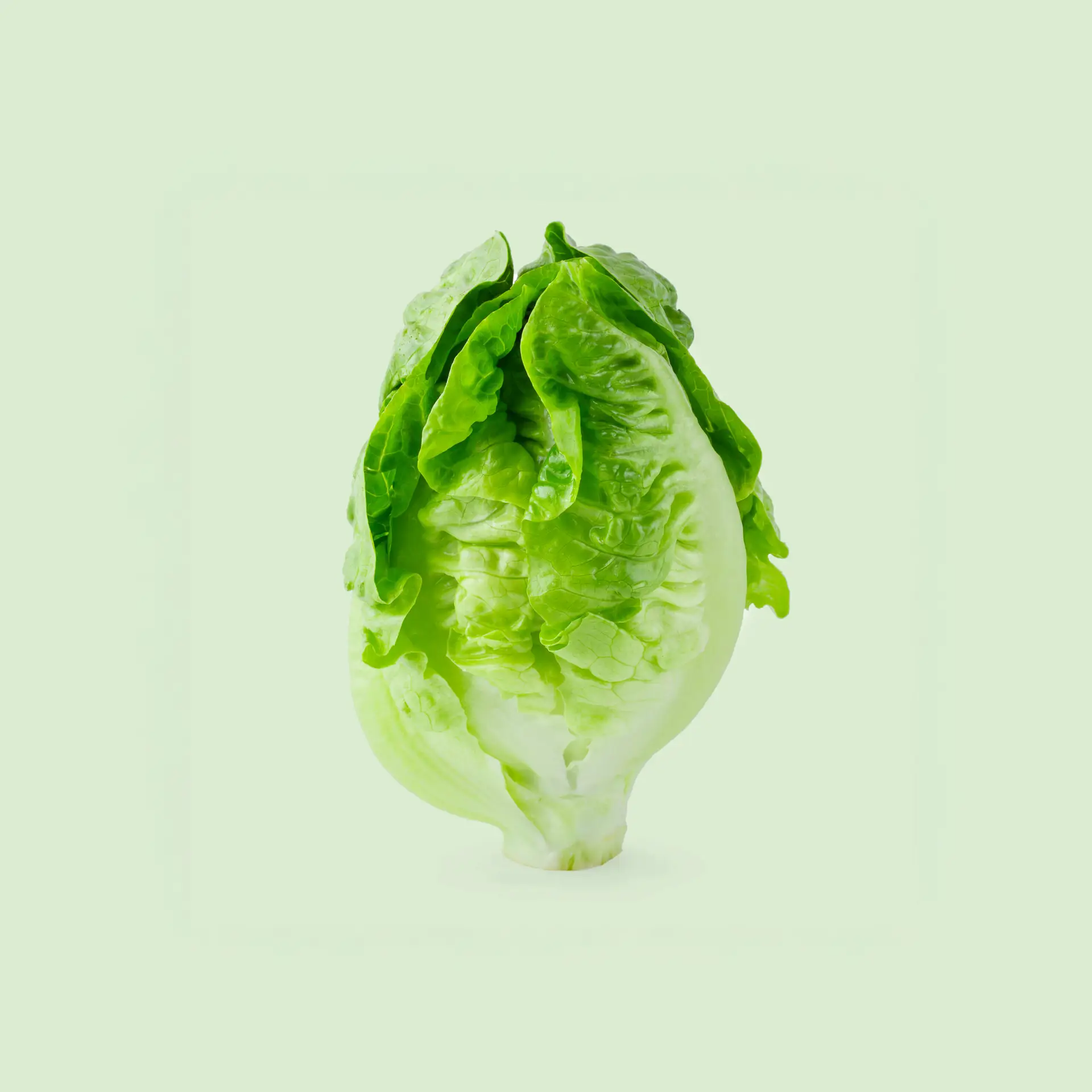 Recharge de graines de laitue pour potager connecté d'intérieur Cultive sur fond vert clair