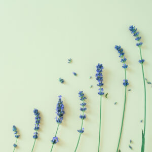 Recharge de graines de lavande pour potager connect&eacute; d'int&eacute;rieur Cultive sur fond vert clair