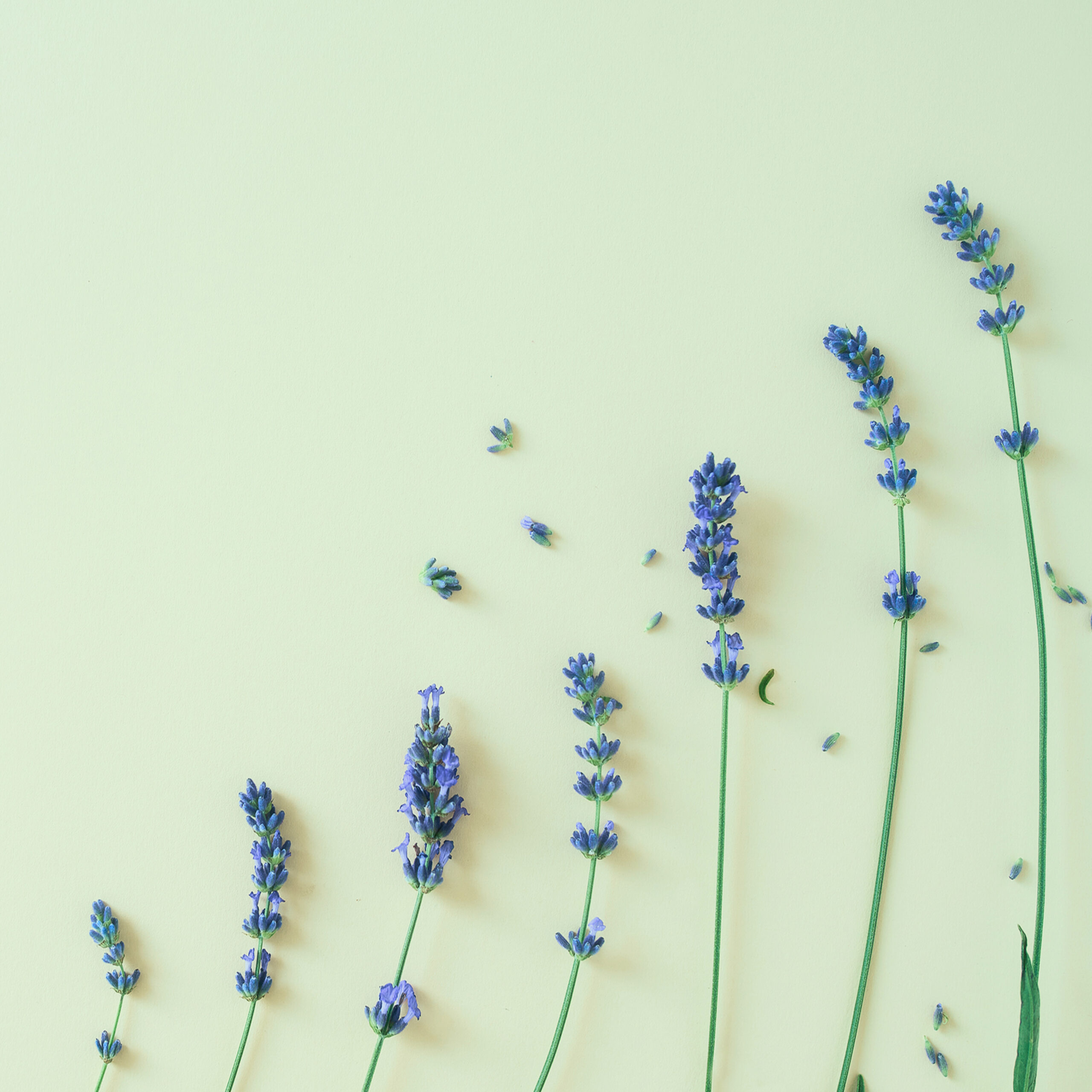 Recharge de graines de lavande pour potager connect&eacute; d'int&eacute;rieur Cultive sur fond vert clair