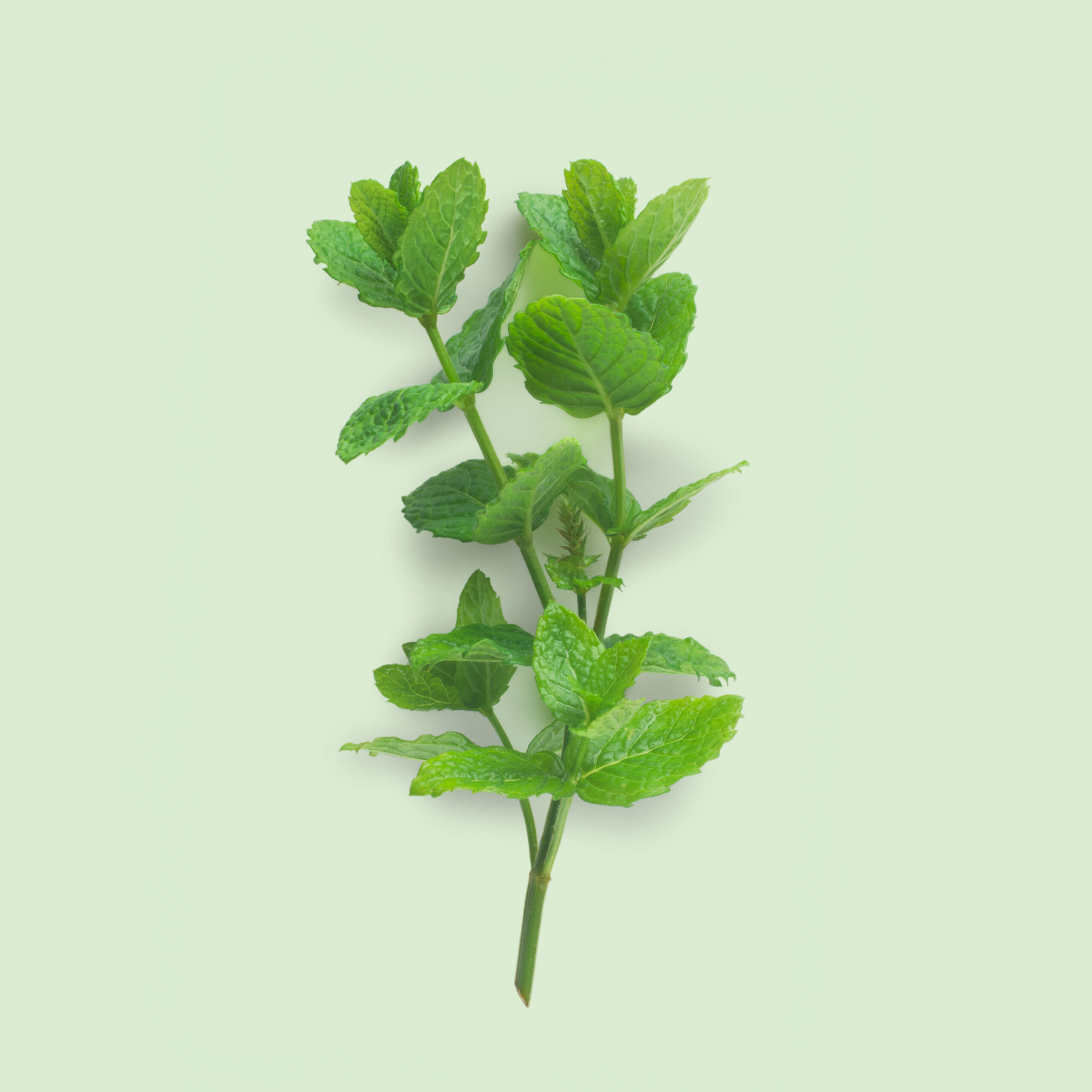 Recharge de graines aromatique de menthe verte pour potager connect&eacute; d'int&eacute;rieur Cultive sur fond vert clair