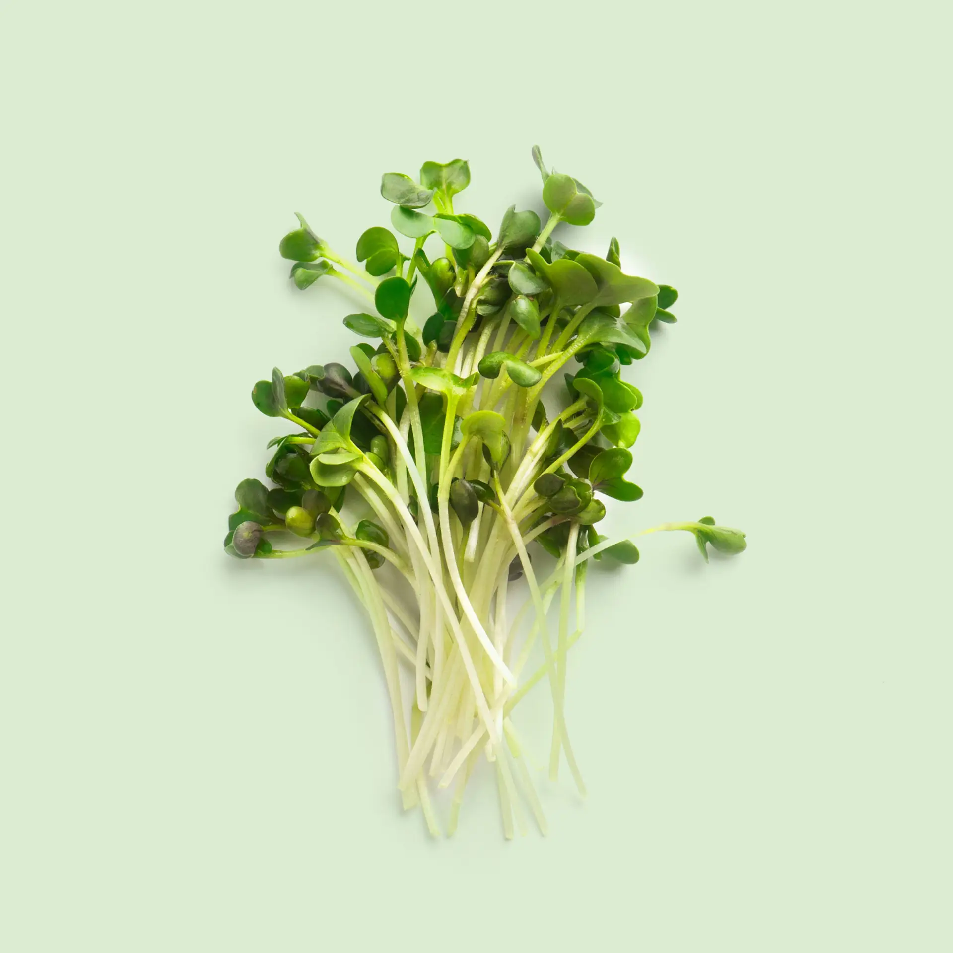 Recharge de graines de micro-pousses de bourrache pour potager connect&eacute; d'int&eacute;rieur Cultive sur fond vert clair