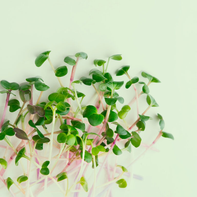 Recharge de graines de micro-pousses pour potager connect&eacute; d'int&eacute;rieur Cultive sur fond vert clair