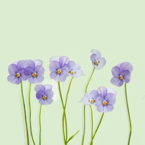 Recharge de graines de pens&eacute;e pour potager connect&eacute; d'int&eacute;rieur Cultive sur fond vert clair