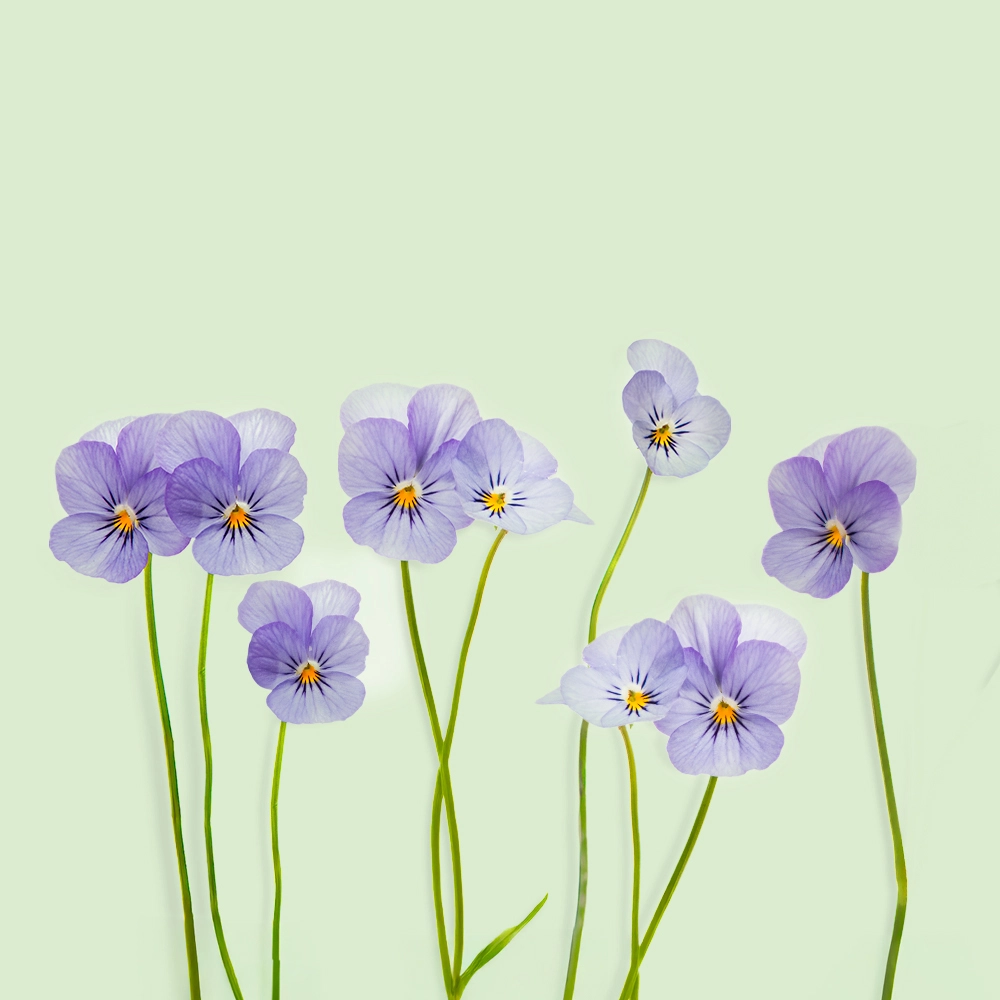 Recharge de graines de pens&eacute;e pour potager connect&eacute; d'int&eacute;rieur Cultive sur fond vert clair