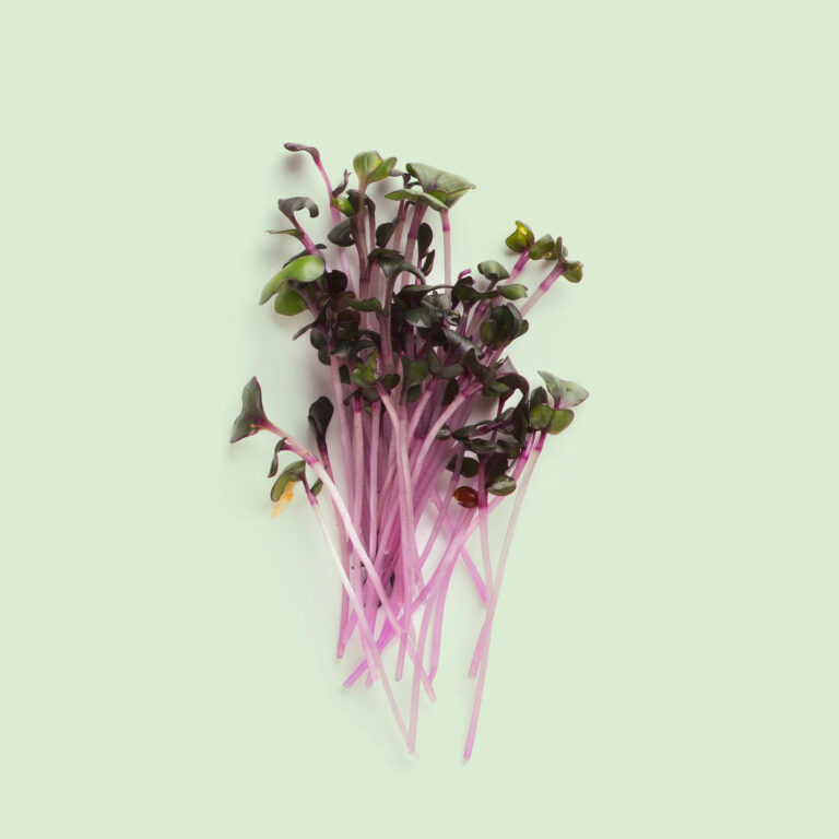 Recharge de graines de micro-pousses de sarrasin pour potager connect&eacute; d'int&eacute;rieur Cultive sur fond vert clair