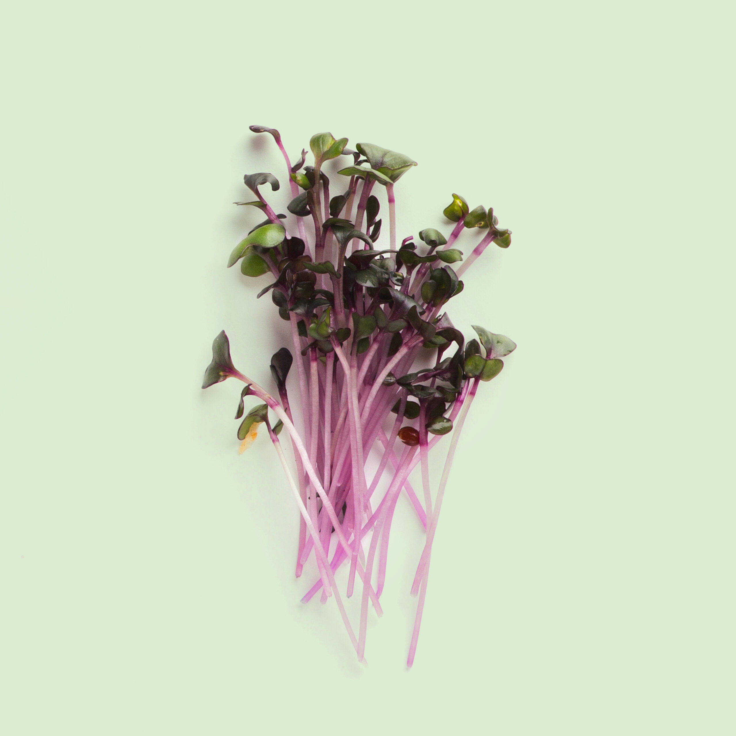 Recharge de graines de micro-pousses de sarrasin pour potager connecté d'intérieur Cultive sur fond vert clair