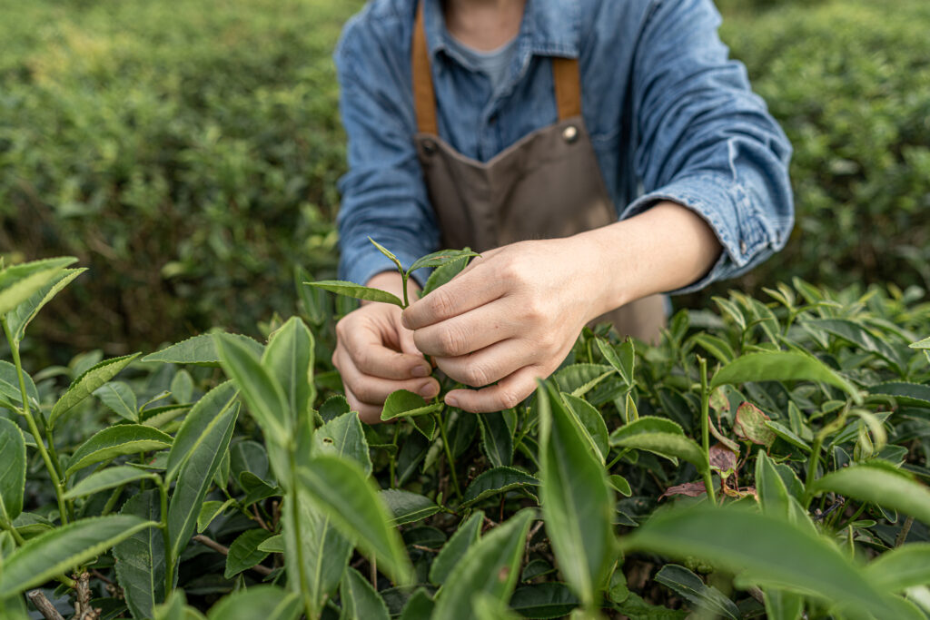 Une agricultrice inspecte la pousse d’une plante dans un potager extérieur.